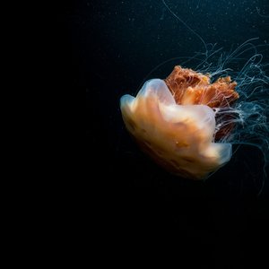 An orange jellyfish srrounded by darkness