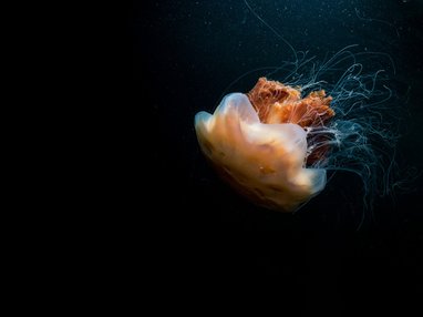 An orange jellyfish srrounded by darkness