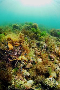 Cromer Shoal Chalk Beds, a unique underwater marine conservation zone located off the coast of Norfolk, UK.