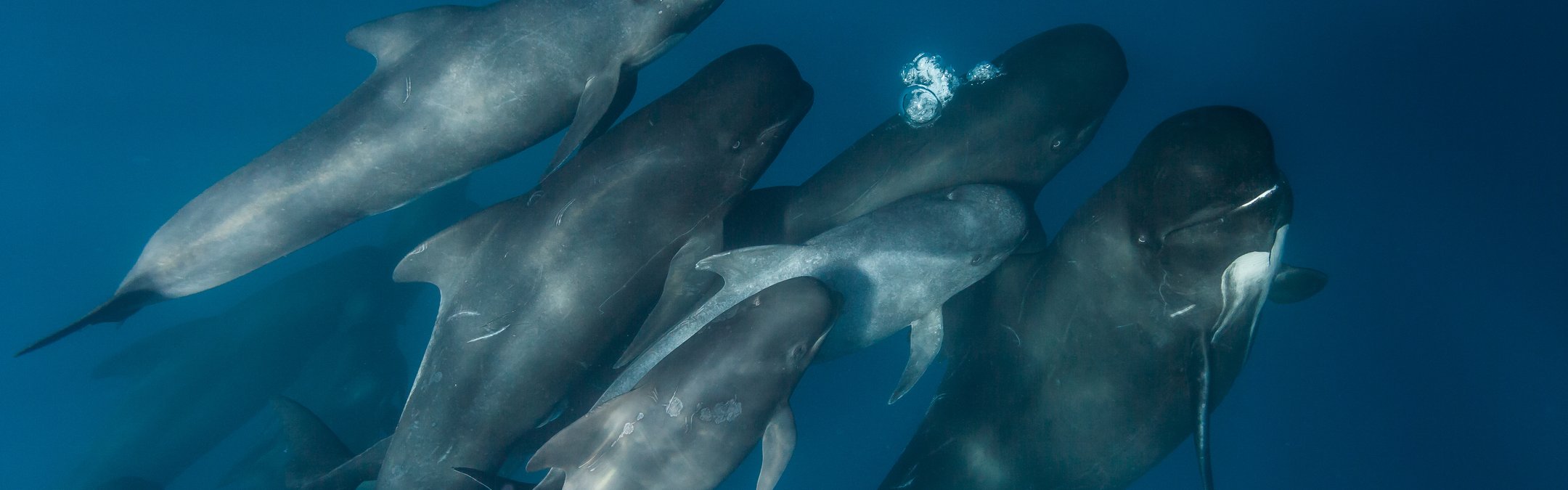 Long-finned pilot whale