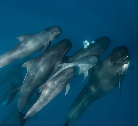 A pod of dark grey pilot whales swim with their round, bulbous heads pointing towards the surface. The largest one appears to be smiling as is characteristic for pilot whales and white patches can be seen underneath their mouths.