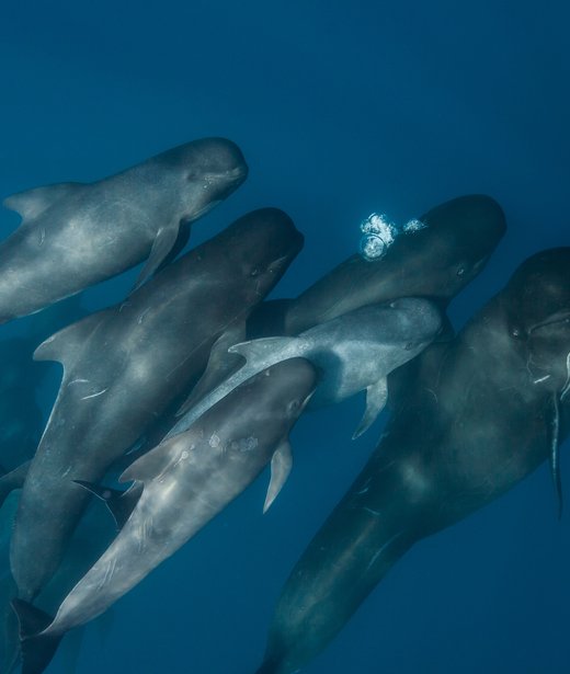 Long-finned pilot whale