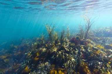 Underwater Kelp Inside Shipwreck