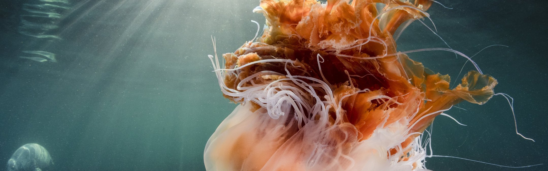 Lion's mane jellyfish