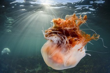A lion's mane jellyfish swimming bell-downwards in the Farne Islands, Scotland. The bell is a wispy white while its deep orange 'fiery'-looking tentacles sway in the water.