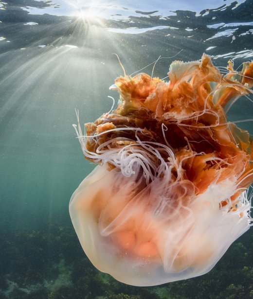 Lion's mane jellyfish