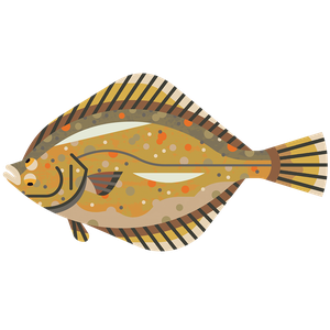 Flounder