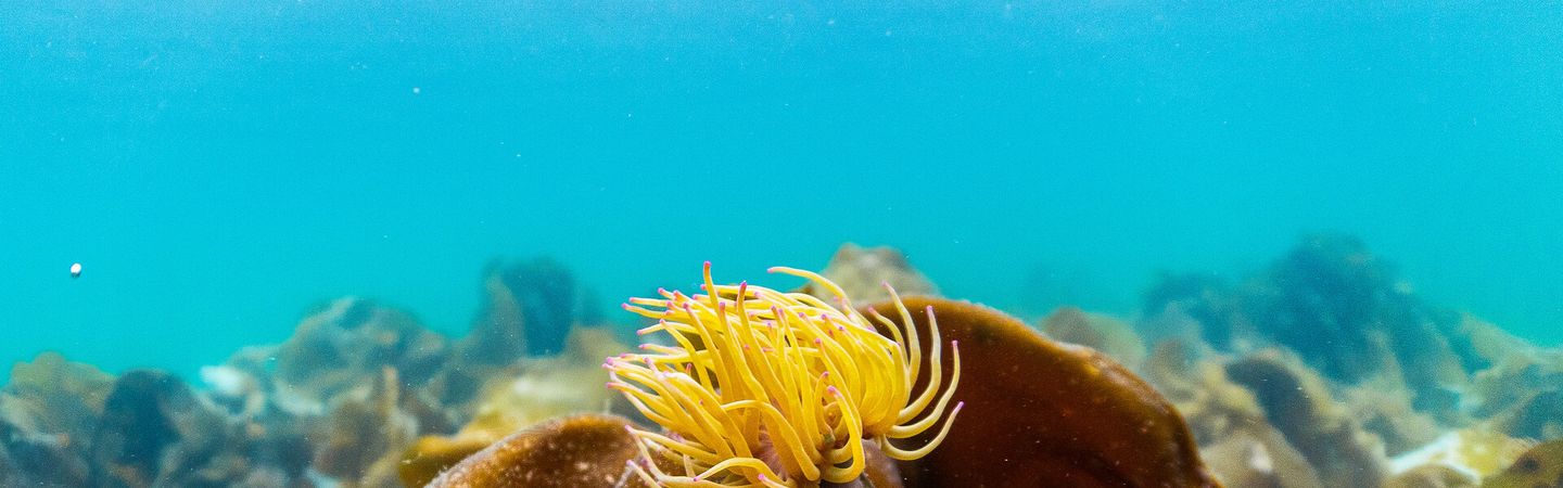 A yellow Snakelocks Anemone sits on top of kelp in Scottish waters. The sea is light blue.