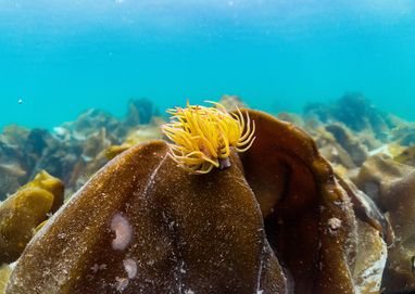 A yellow Snakelocks Anemone sits on top of kelp in Scottish waters. The sea is light blue.