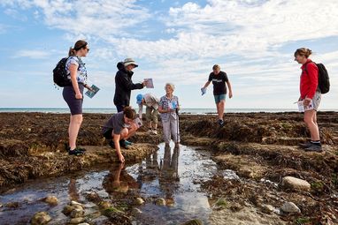 A group of seven adults seaweed search in rock pools at Rottingdean Beach.