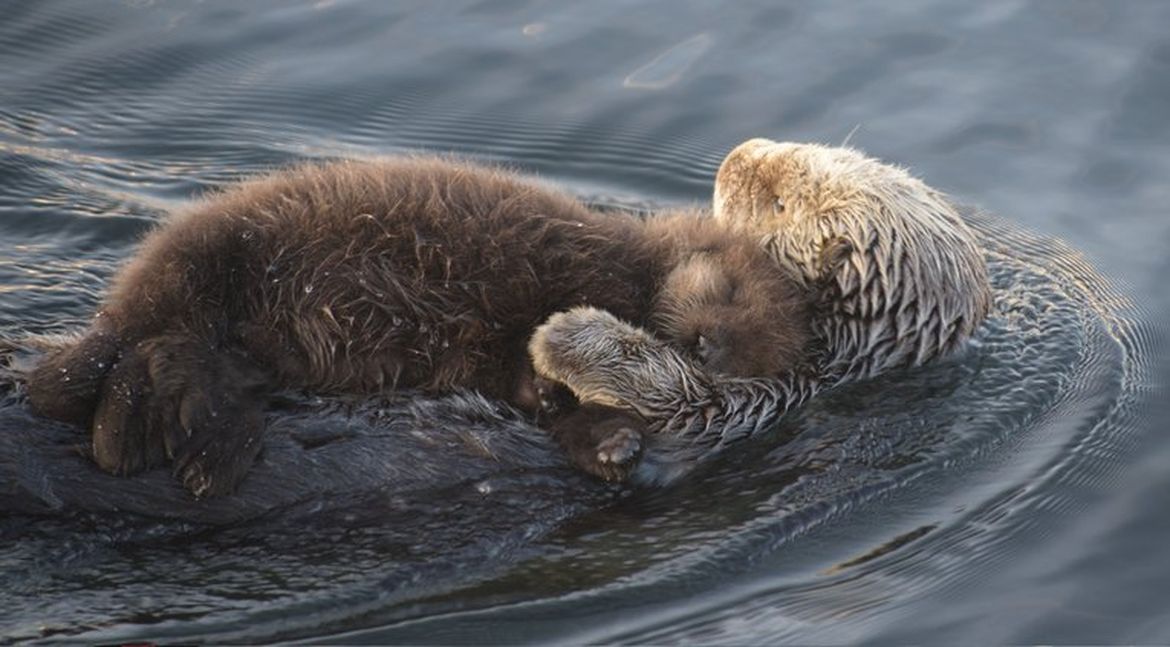 A close up of a female otter floating on its back. Its pup is laying on her front and is sleeping. The pup is slightly browner.