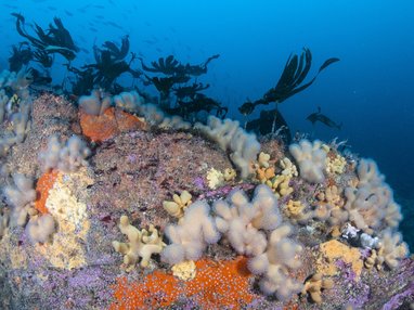 A colourful reef. Some coral and seaweed can be seen.