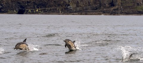 Common (short-beaked) dolphin