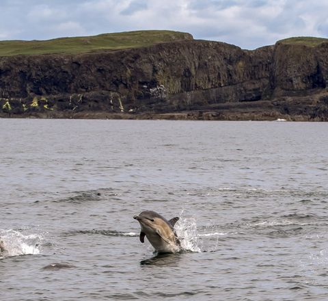 Short-beaked (Common) dolphin