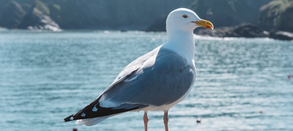 Herring gull