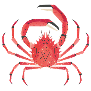 Spider crab