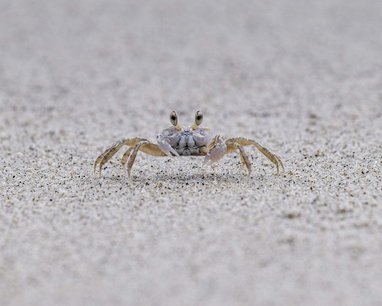 A ghost crab on a white beach