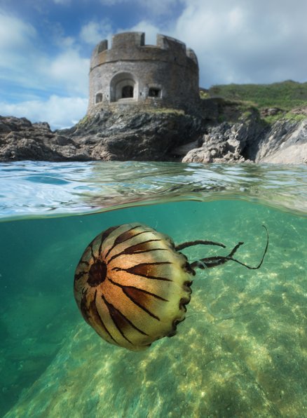 A compass jellyfish swimming near the surface of clear blue water, with a split above/below showing a round castle which is likely to be Tintagel Haven, Falmouth. The jellyfishes compass like marking can clearly be seen on its bell as black/ brown streaks