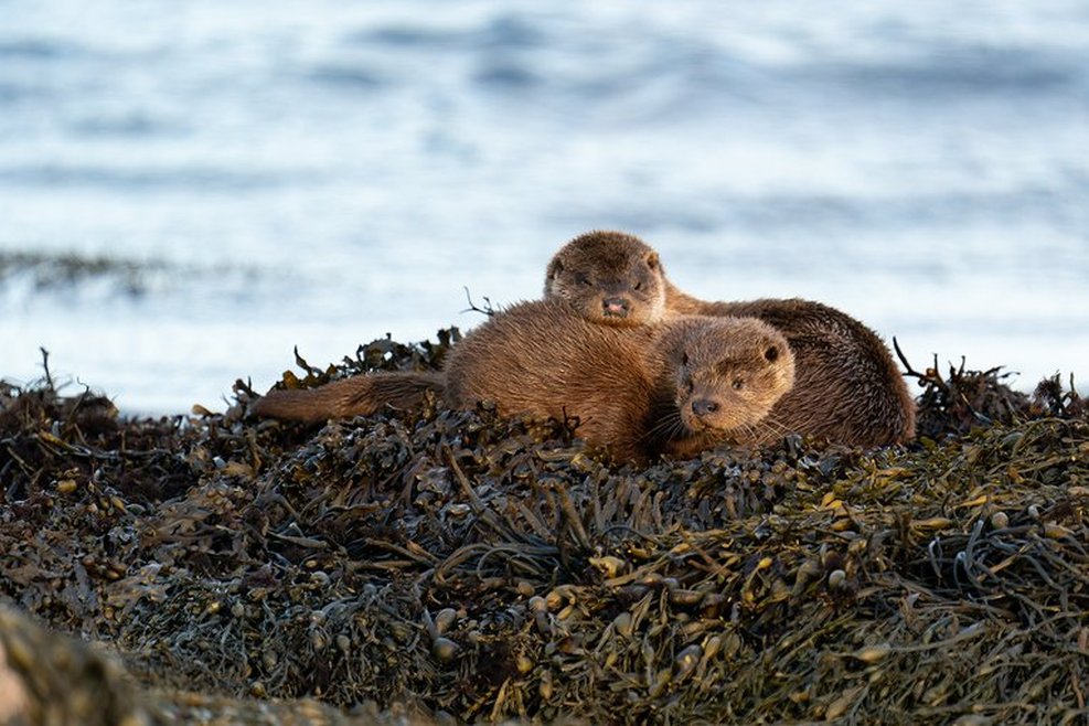 Two Eurasian otters can seen seen lying down on a mound of sea weed with the sea behind them. They have brown fur and one of them is resting its head on the other's back.
