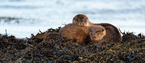 Two Eurasian otters can seen seen lying down on a mound of sea weed with the sea behind them. They have brown fur and one of them is resting its head on the other's back.