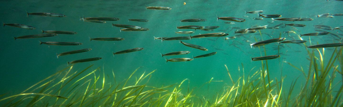 Sandeels swim above a seagrass meadow. With shafts of sunlight shining through the water, there's a stunning contrast between the vibrant green seagrass and the clear blue water.
