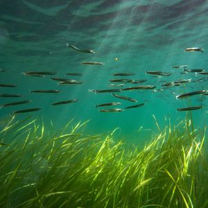 Sandeels swim above a seagrass meadow. With shafts of sunlight shining through the water, there's a stunning contrast between the vibrant green seagrass and the clear blue water.