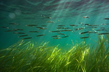 Sandeels swim above a seagrass meadow. With shafts of sunlight shining through the water, there's a stunning contrast between the vibrant green seagrass and the clear blue water.