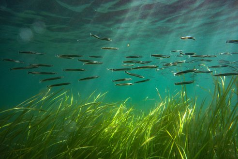 Sandeels swim above a seagrass meadow. With shafts of sunlight shining through the water, there's a stunning contrast between the vibrant green seagrass and the clear blue water.