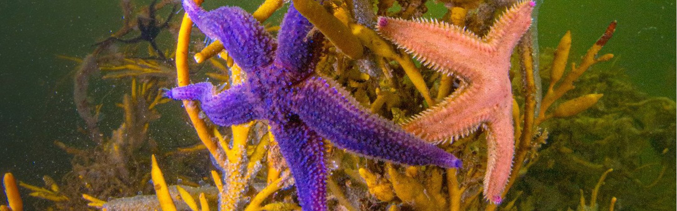 Purple and orange Common starfish on coral underwater