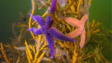 Purple and orange Common starfish on coral underwater