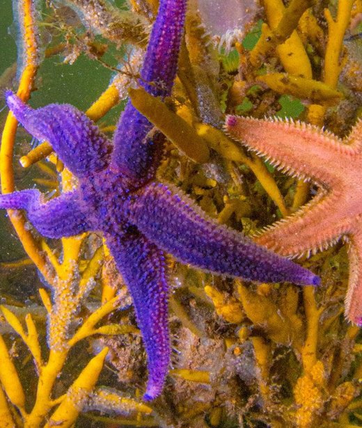 Common starfish