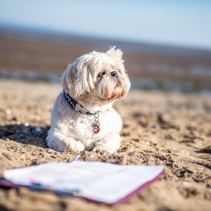 A white dog laying on a sandy beach with a form and clipboard in front of it.