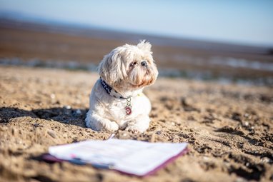 A white dog laying on a sandy beach with a form and clipboard in front of it.