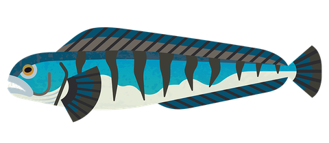 An illustration of a wolffish, showing a long blue-grey body with draker stripes and a large eye with orange iris. It is shown side on so its formiddable looking teeth can't be seen.