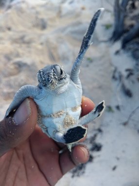 A hand holding a green turtle hatchling