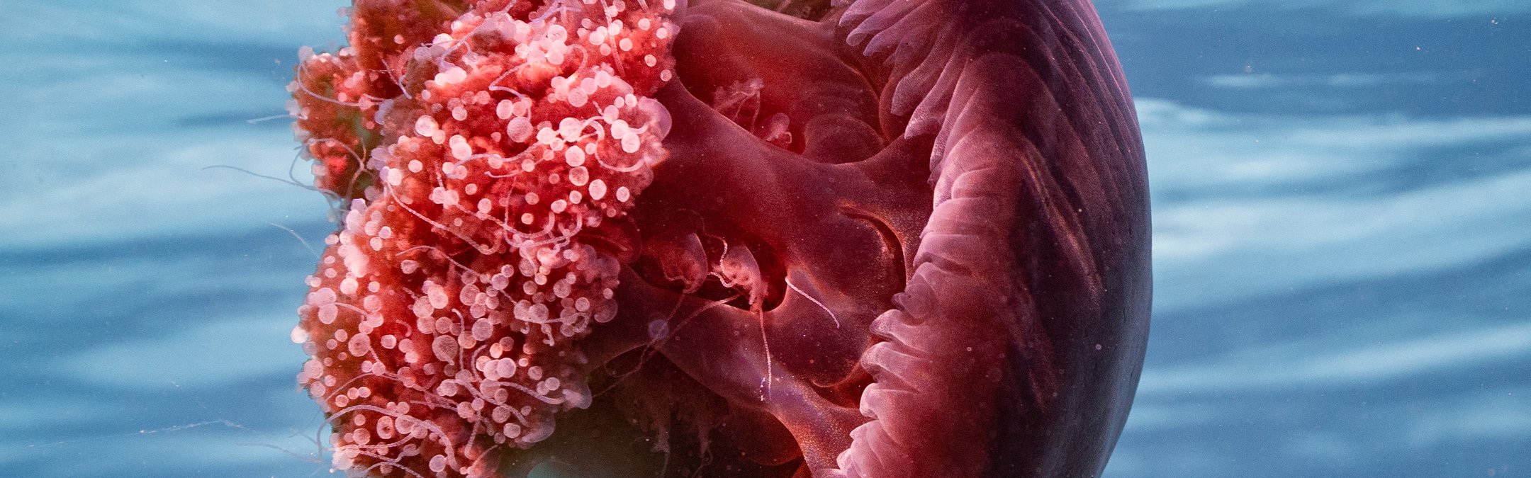 A red bell jellyfish found near the surface of a clear sea. Its reflection against the surface can be seen also.