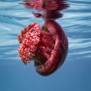 A red bell jellyfish found near the surface of a clear sea. Its reflection against the surface can be seen also.