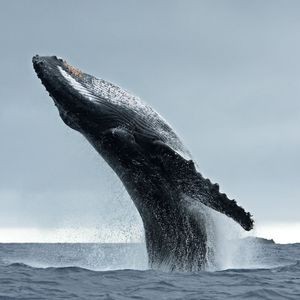 A majestic humpback whale breaches with almost its whole body propelled out of the water, Its underside points up towards the sky and the characteristic long knobbly flipper is clearly visible.