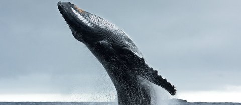 A majestic humpback whale breaches with almost its whole body propelled out of the water, Its underside points up towards the sky and the characteristic long knobbly flipper is clearly visible.