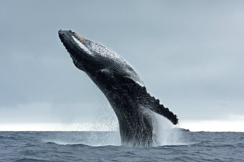 A majestic humpback whale breaches with almost its whole body propelled out of the water, Its underside points up towards the sky and the characteristic long knobbly flipper is clearly visible.