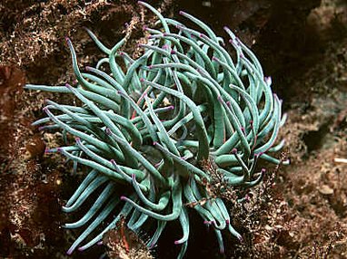 Snakelocks Anemone, commonly found in the eastern Atlantic Ocean and Mediterranean Sea.