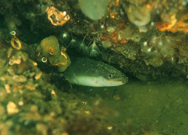 A european eel head can be seen poking out of a collection of rocks on the seabed.
