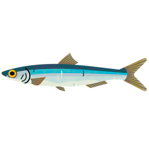 Peruvian anchovy