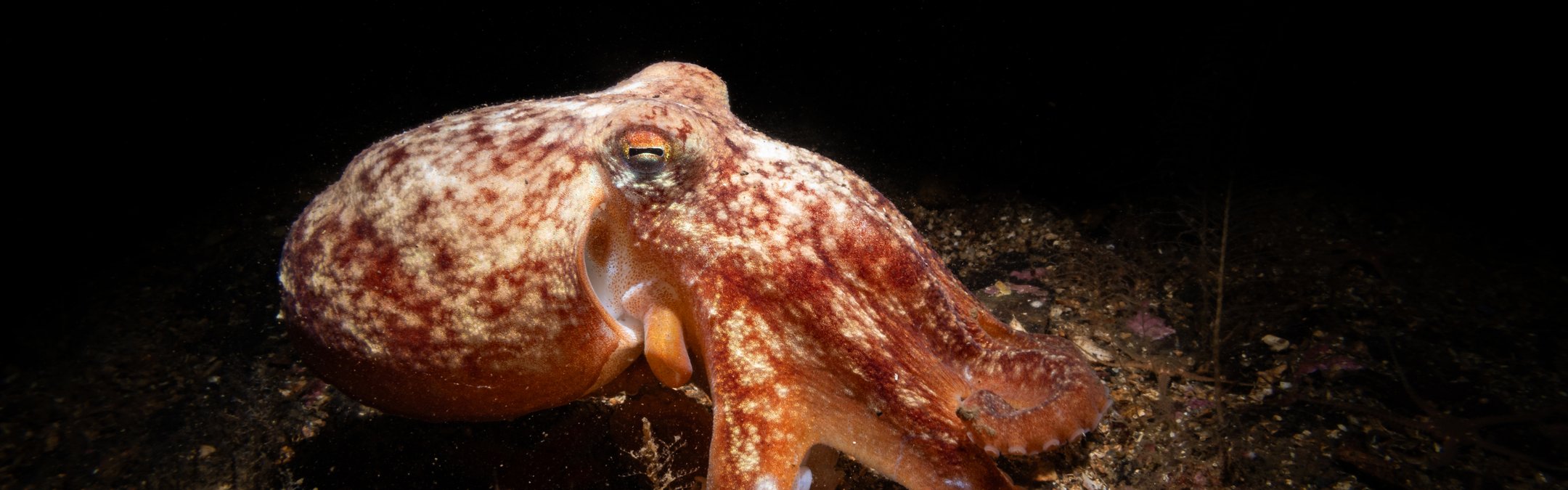 Lesser (curled) octopus