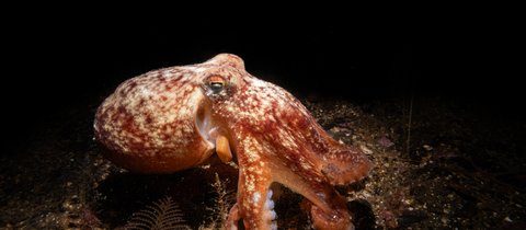 A lesser curled octopus surrounded by darkness