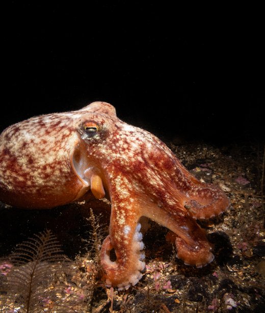 Lesser (curled) octopus