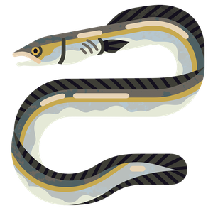 Conger eel