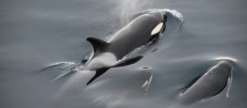 Orca