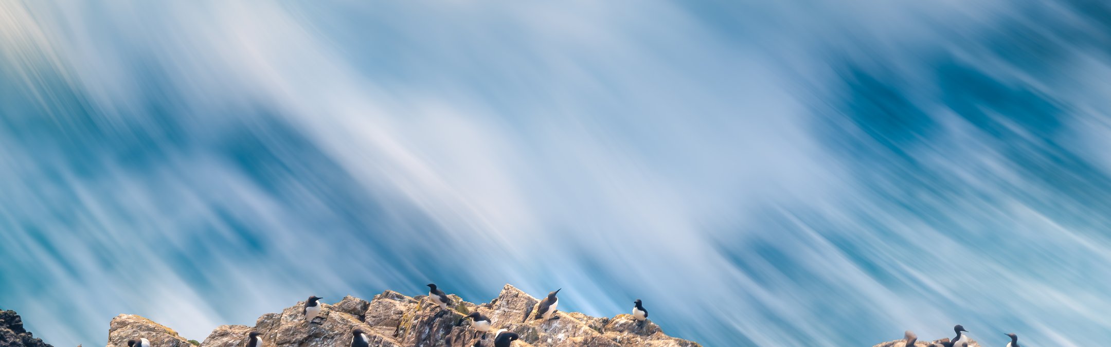Guillemot