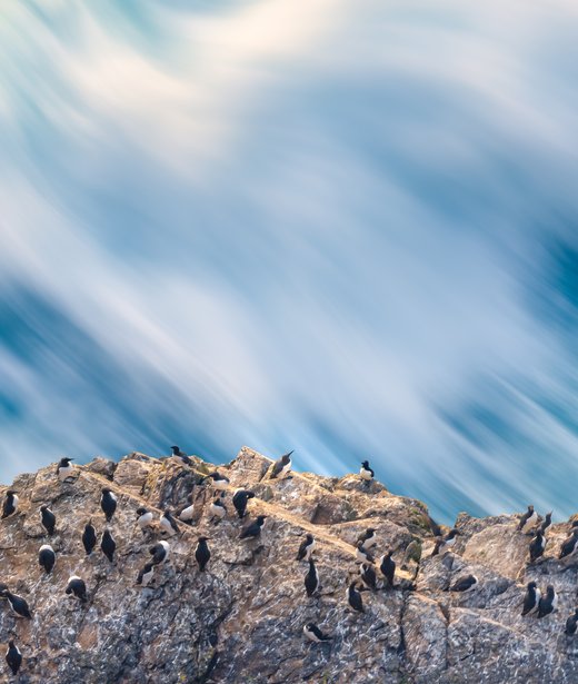 Guillemot
